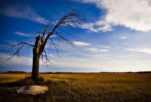 lonely_tree-ed